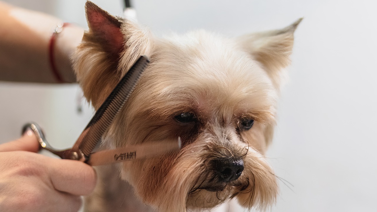 Is Grooming Good For Dogs?